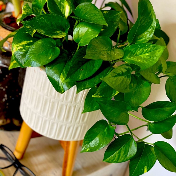 Other - Pothos Baby Cuttings 💛